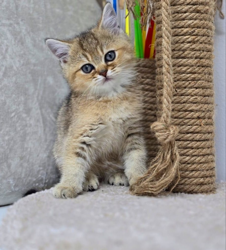 КоТик и коШечкА брИтаНскИе ТиГрЯши