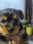 Cățeluși din rasa Yorkshire Terrier își caută familie