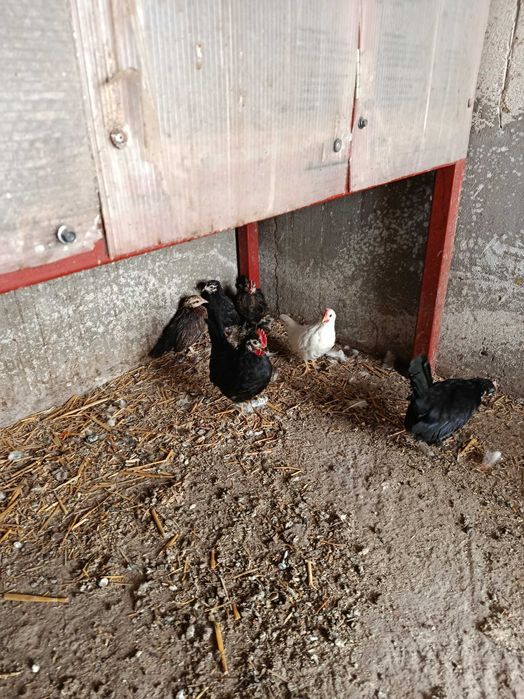 Cocoșei pitici..