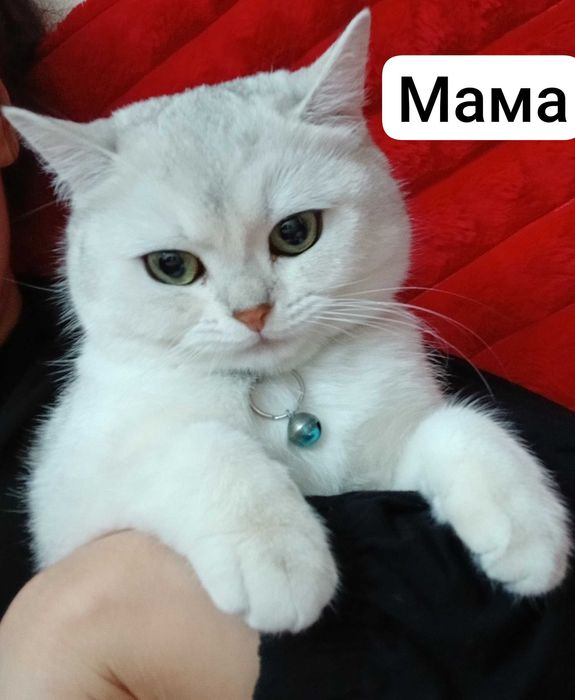 Продаётся котята mushukchalar sotiladi