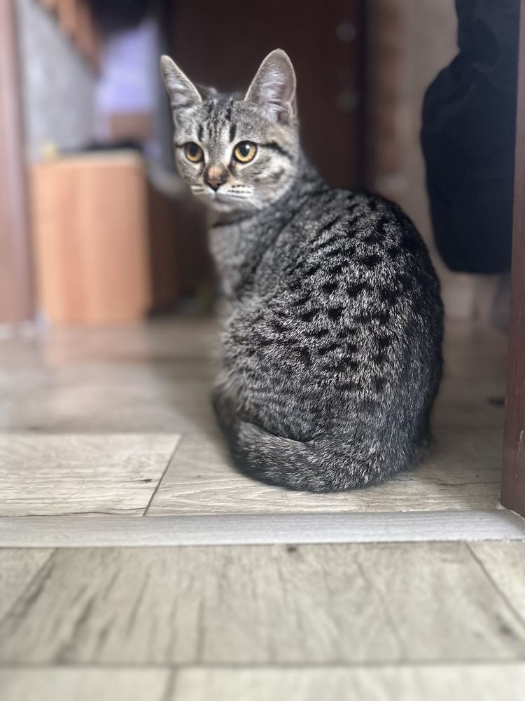 Отдам котенка в добрые руки