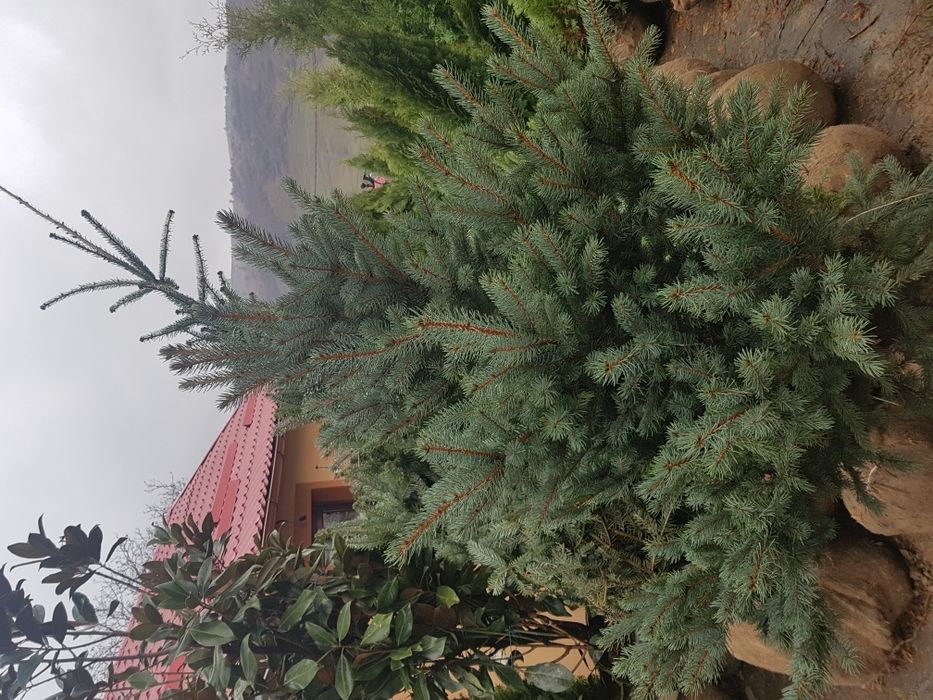 Tuia smarald 3m brazi arginti 2m