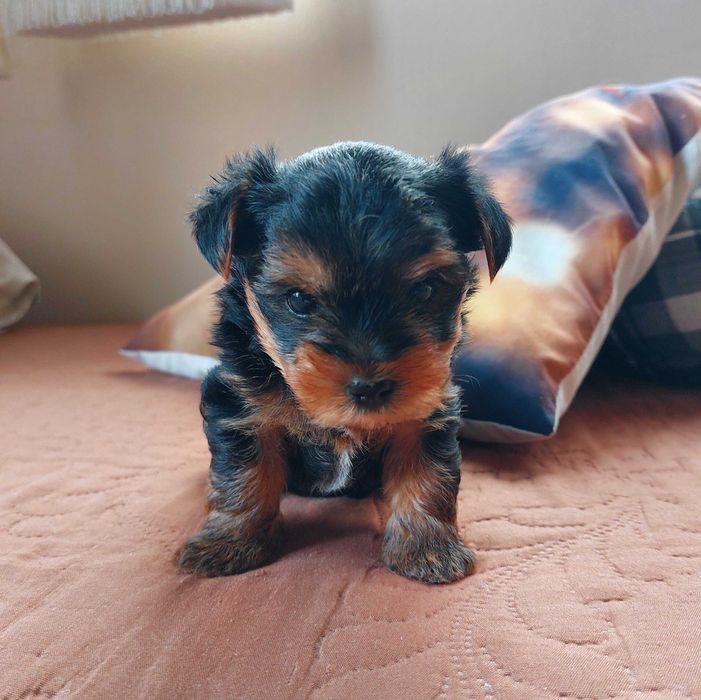 Мини йоркширски териер (мини йорки)