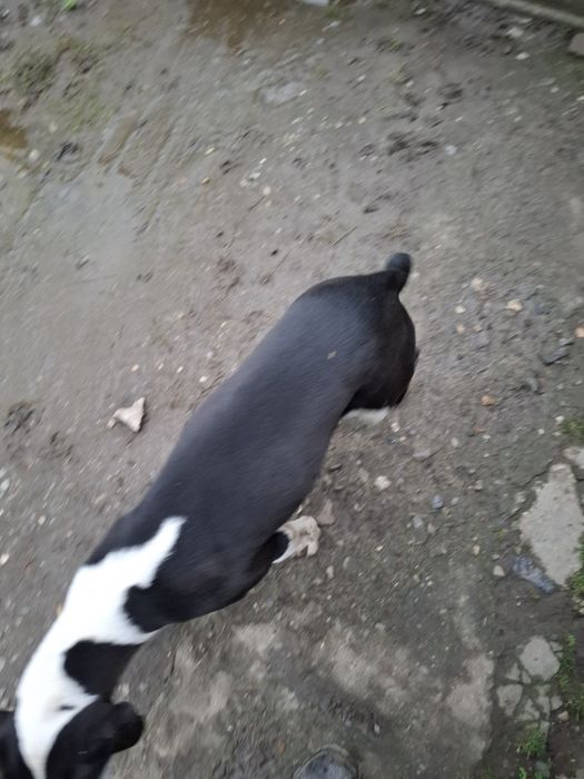 Donez catea pe gratis