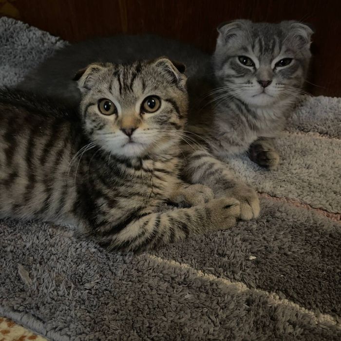 Продаются котята 3 с половиной месяца скотишфулд британцы
