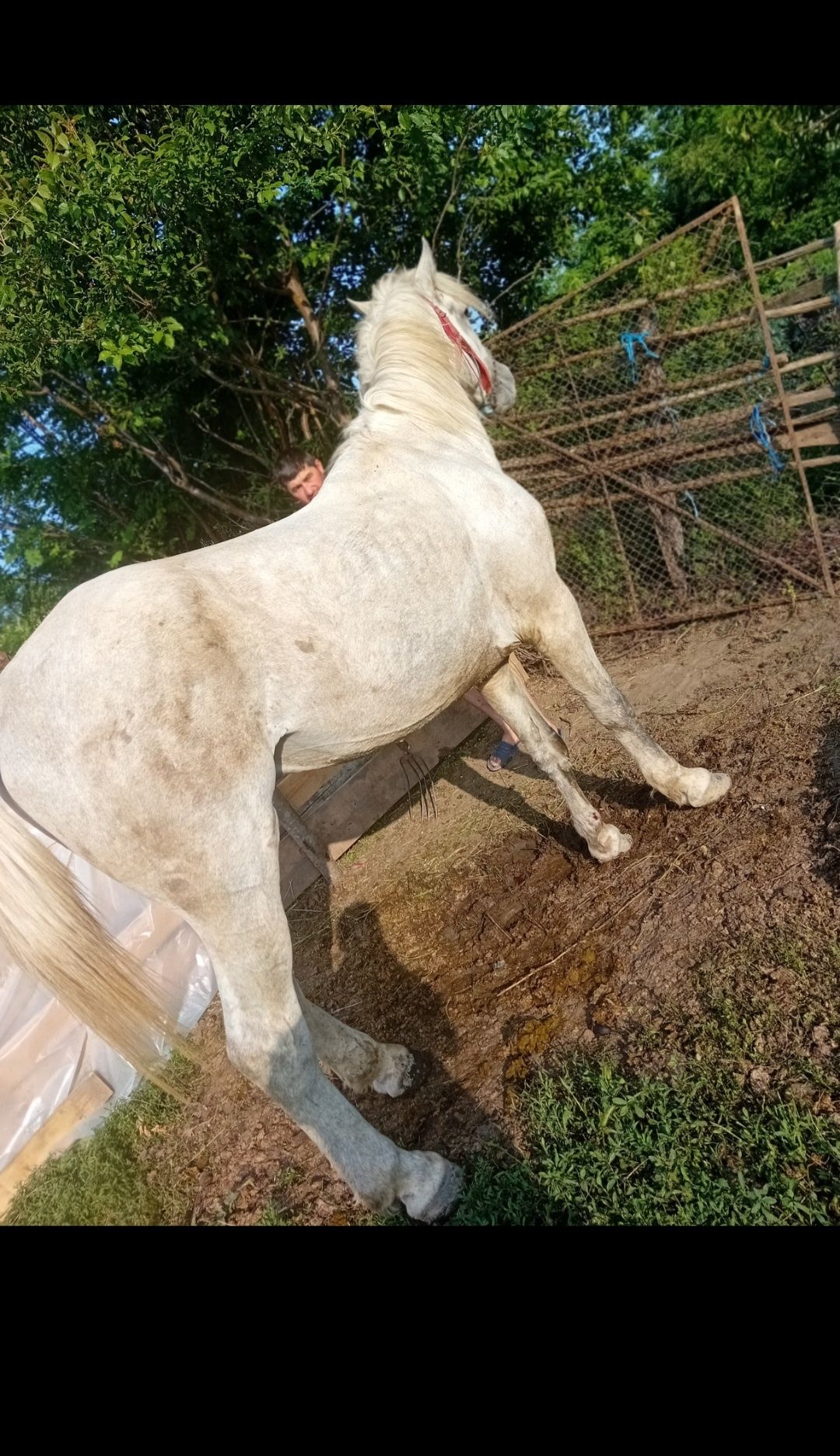 Dau la schimb harmasar și manza