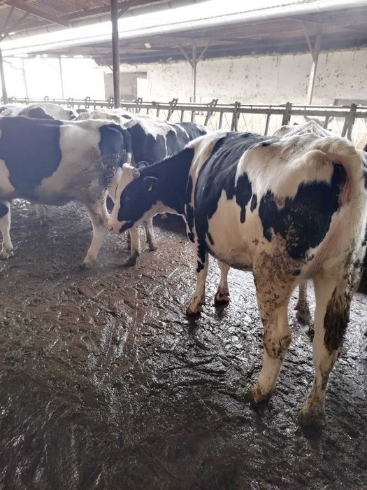Femele- Holstein, cu gestatie avansata