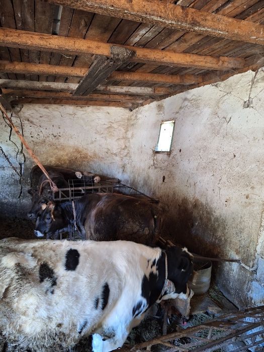 Vând viței/tăurași/mânzați