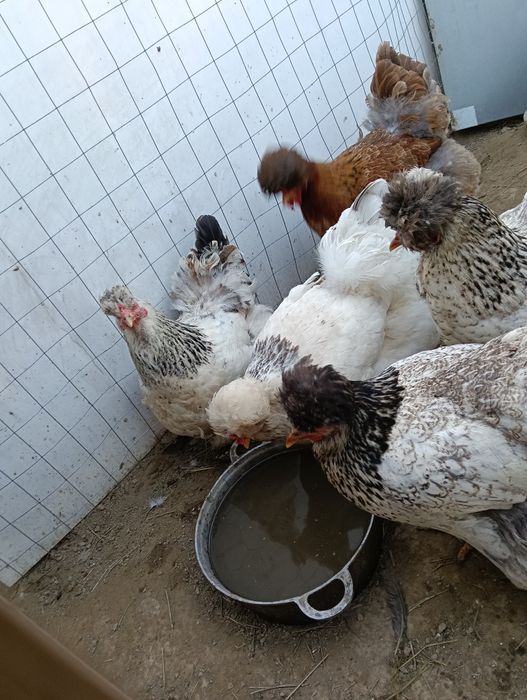 Vând ouă de găină