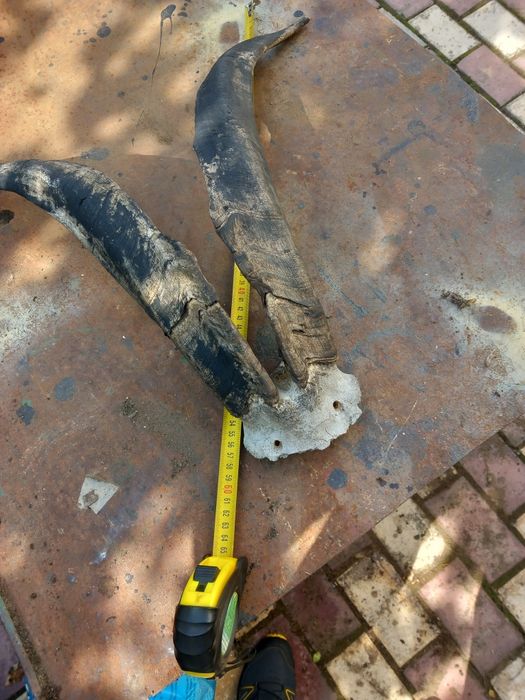 Se vând pereche coarne de țap