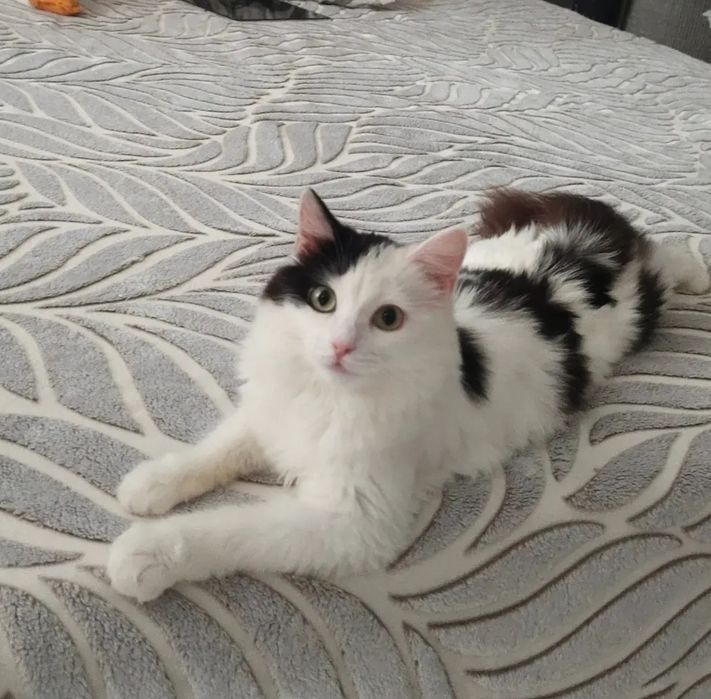Отдам котенка в добрые руки