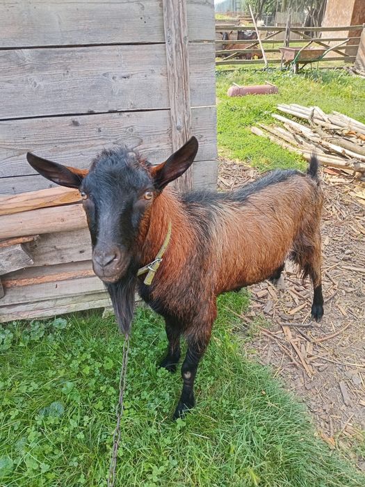 Vând țap alpin francez
