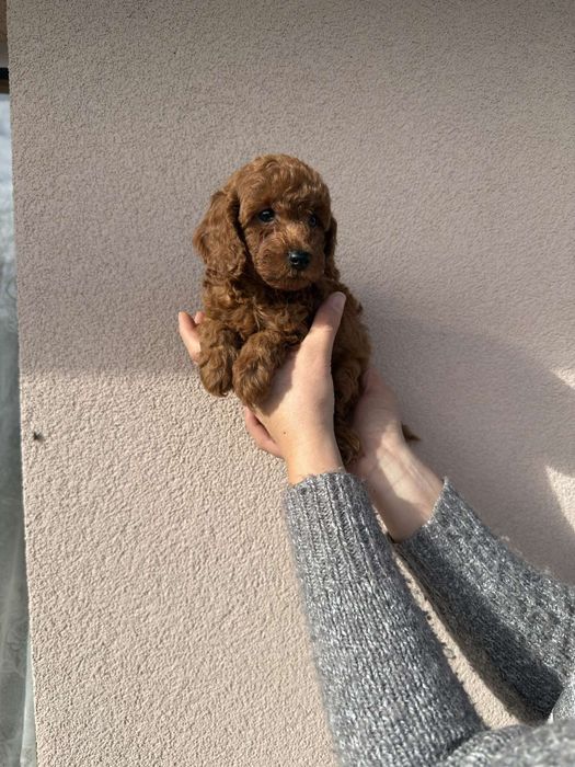 Той пудел момче и момиче