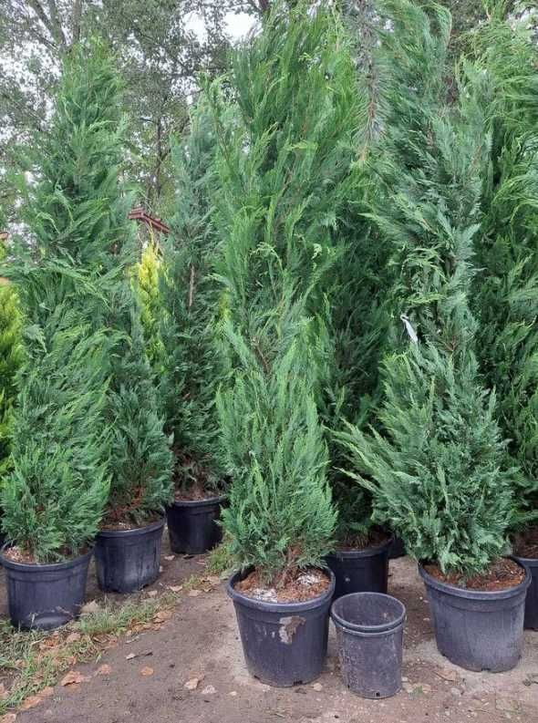 Cupressocyparis Leylandii – Eleganță și Rezistență