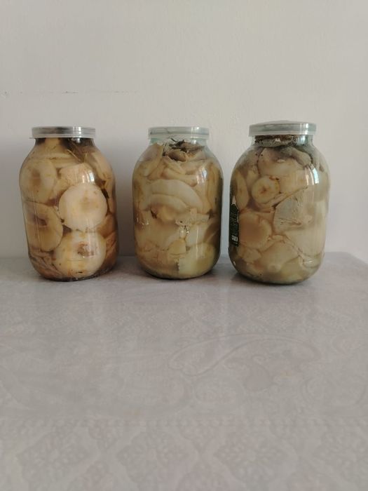 Продам грибы грузди