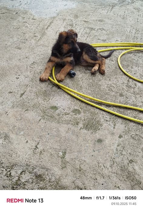 Свободно мъжко Немска овчарка