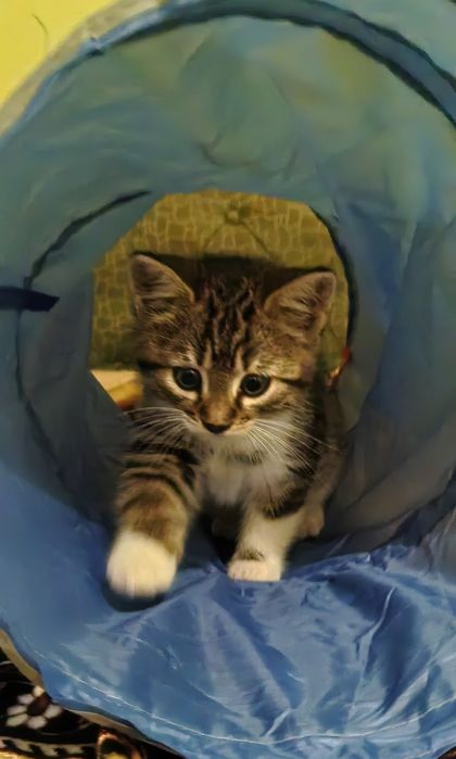 Donez 2 pisoiași drăgălași în cautarea unei famili iubitoare