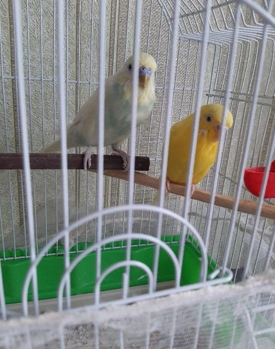 Продаются попугаи