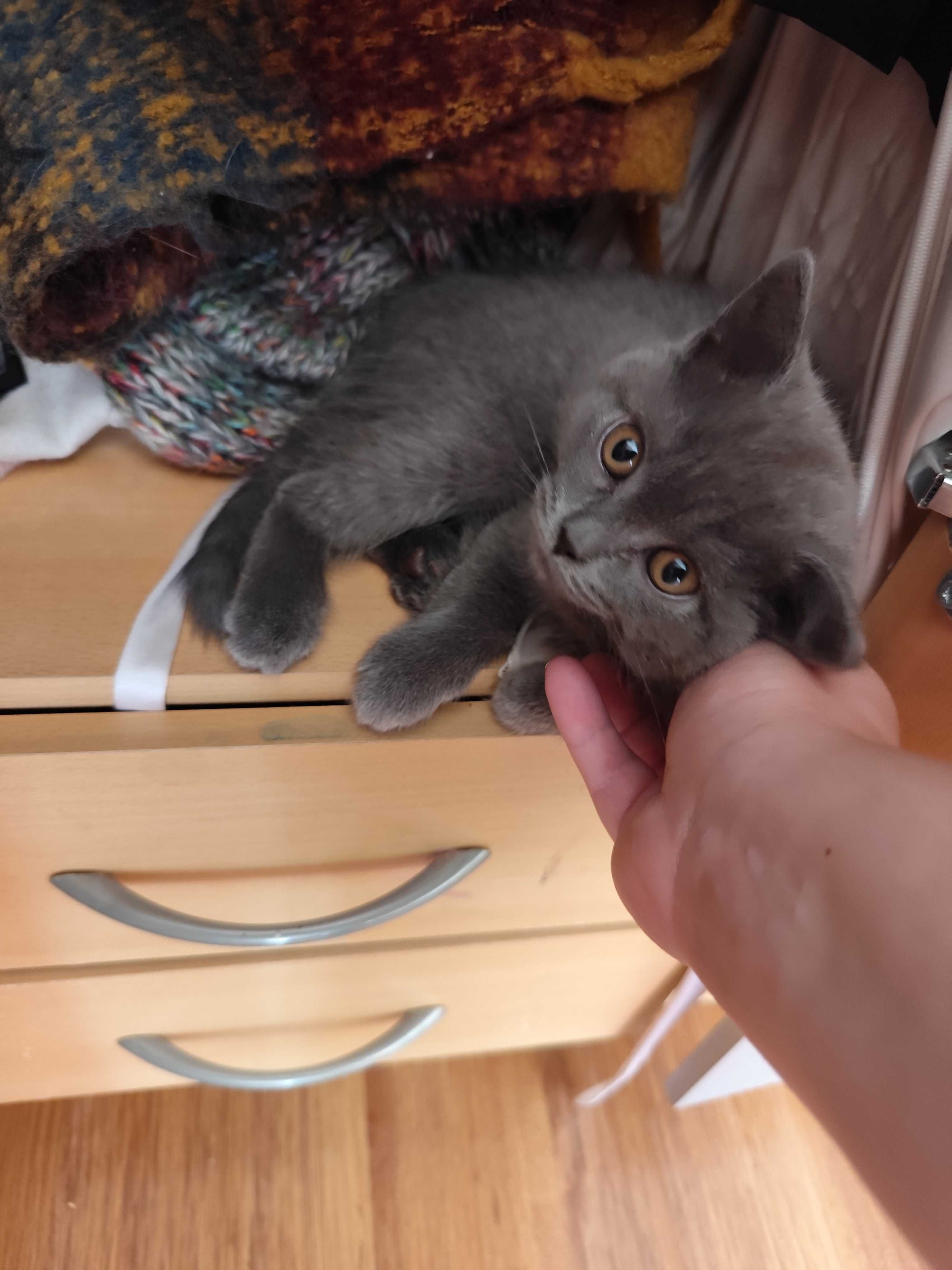 Femela British Shorthair blue