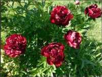 oferta 2 plante bujor hibrid rosu inchis - parfumat