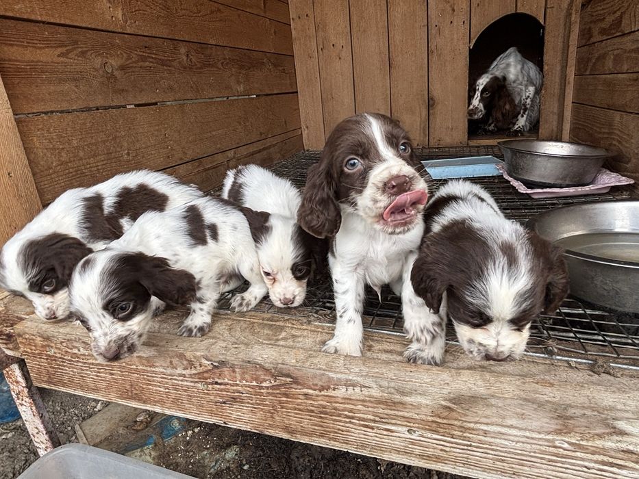 Английски спрингер шпаньол