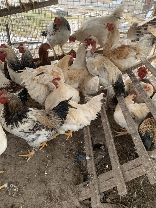 Продам домашних петухов