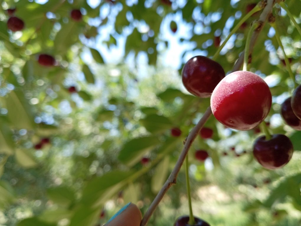 Gilos va zaldori terish