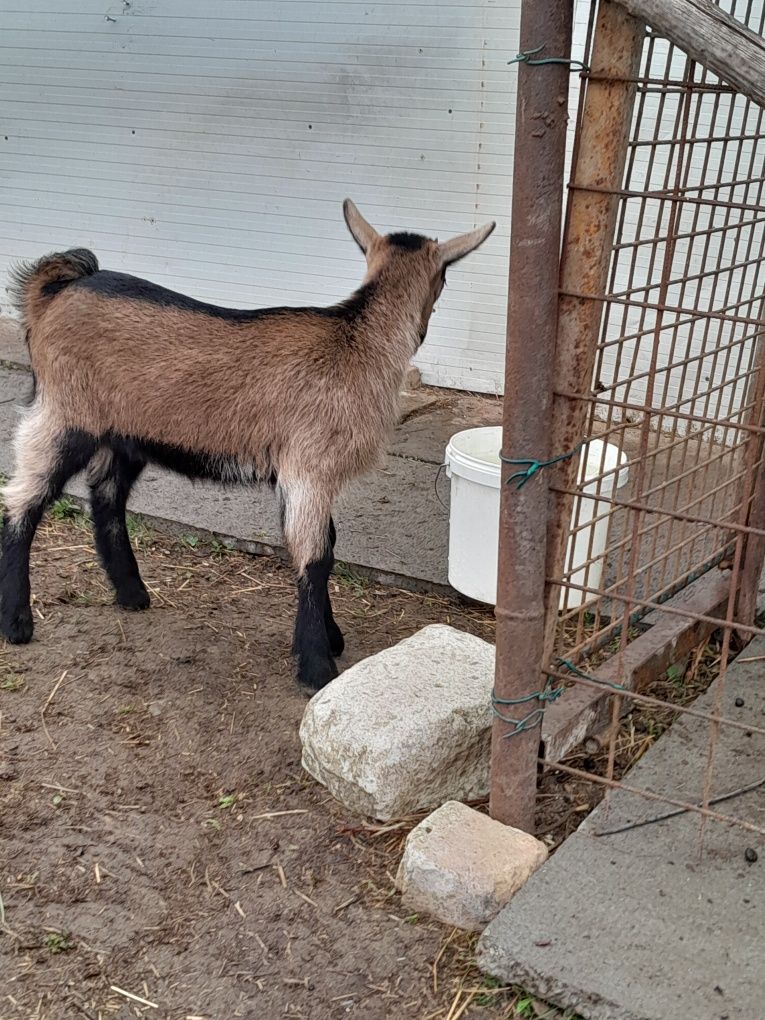 Ieduta de Alpina Franceza de vanzare din  mama cu 4 l de laptea