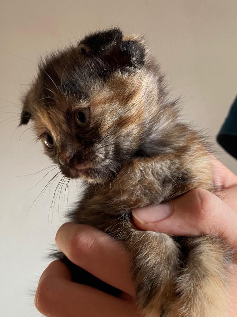 Котенок в добрые руки