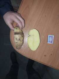 Картофель не кондиция