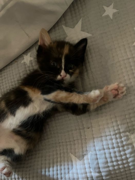 Котенок (1 месяц)