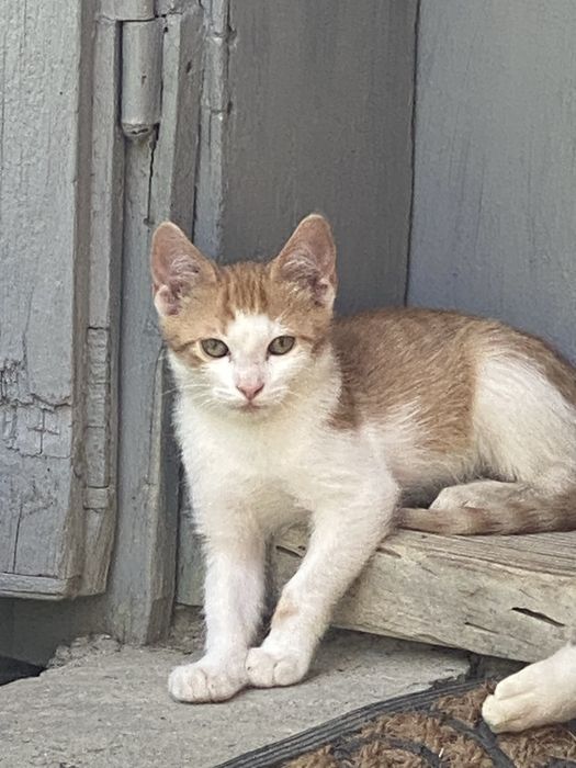 Donatie pisicute