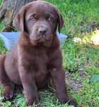 Labrador retriever