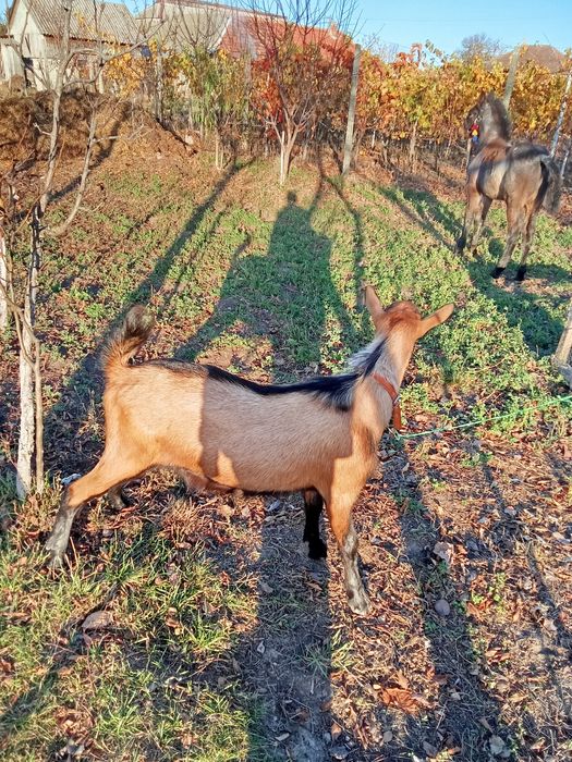 Vând un țap de alpin francez 7 luni original