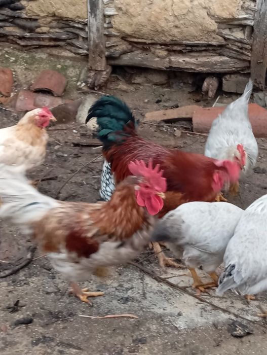 Кокошки:10лв. Броя.