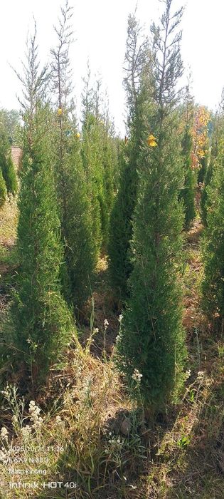 Manzaralari archalar