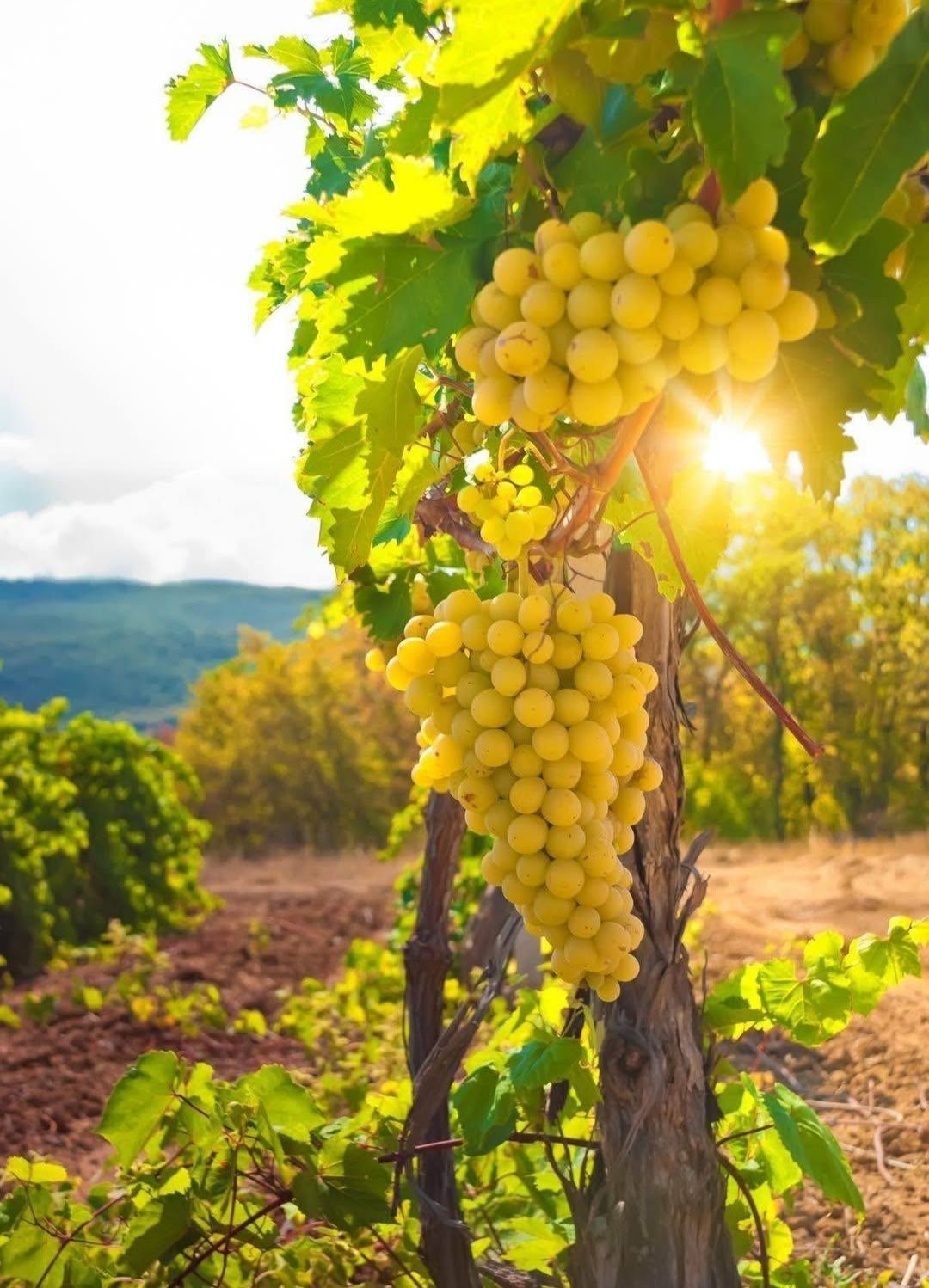 Strugurii de vin soiurii nobile și diversificate