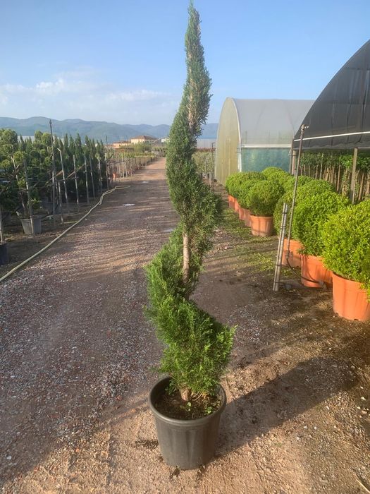 Tuia spirala leylandii diferite dimensiuni