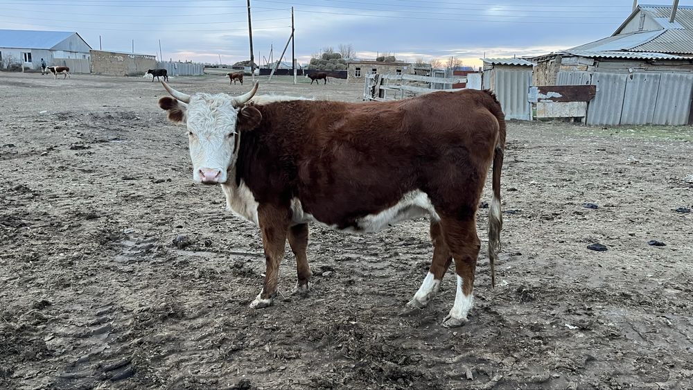 Сиыр сатылады соғымға. Продам корову