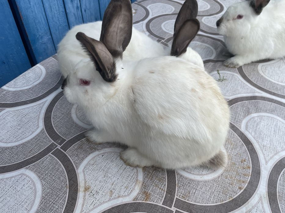 Vand iepuri californieni