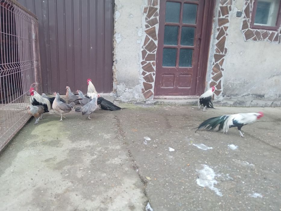 De vanzare gain si cocos phoenix.