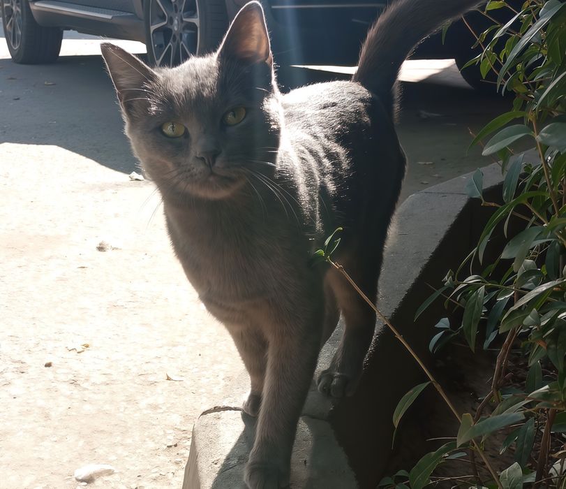 Срочно! отдаём котят