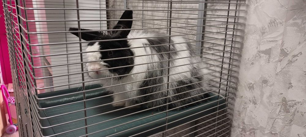 Подарявам зайче мини