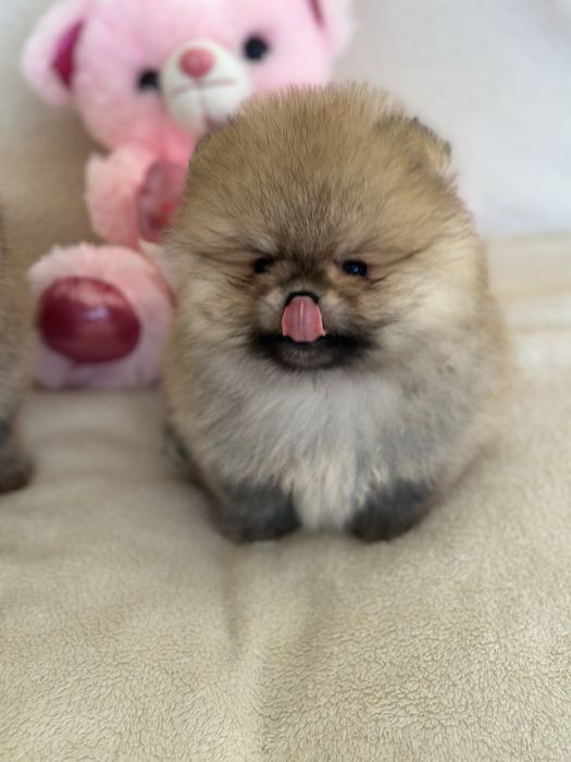 Чистокръвни Померанчета Момчета и Момиче