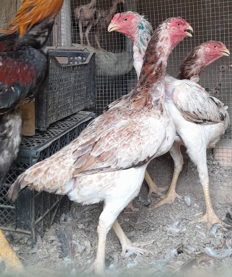 Dakan makyonlar tovuqlar sotiladi
