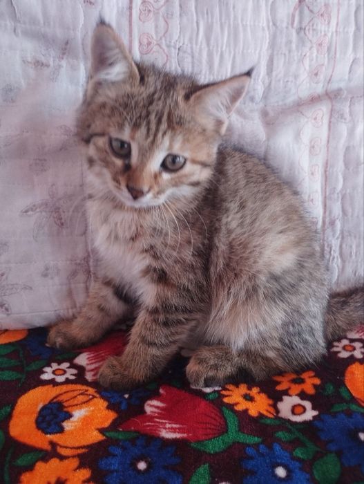Яхши кулларга бераман домашний мушук