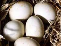 Срочно продам яйца утинные инкубационые