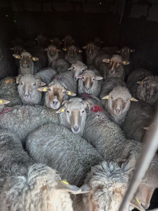 Oi tigai rosii.gestante