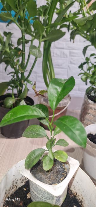 срочно продам  мандарин лимон домашний цветы Дёшево