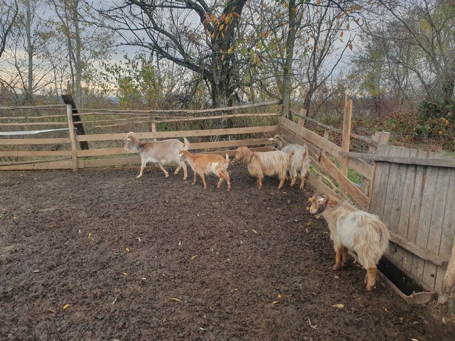 Vând 4 capre și un tap